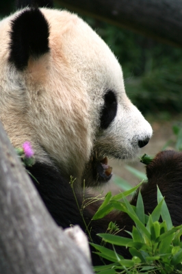 Googles Panda kommt näher