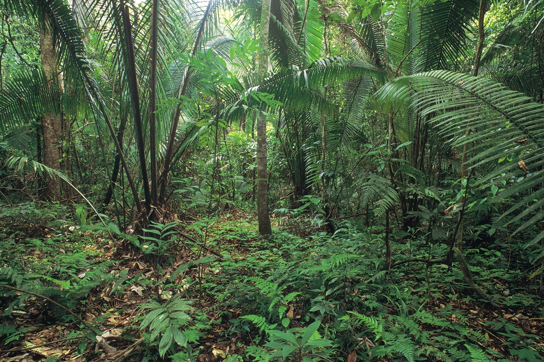 Rainforest in Cockscomb Basin in Belize