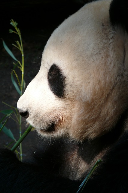 Panda-Bär im Zoo