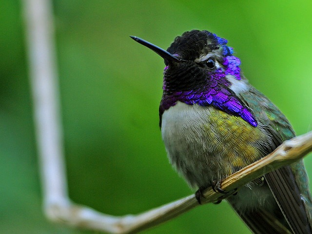 Der Kolibri - Namensgeber für das Google Hummingbird Update