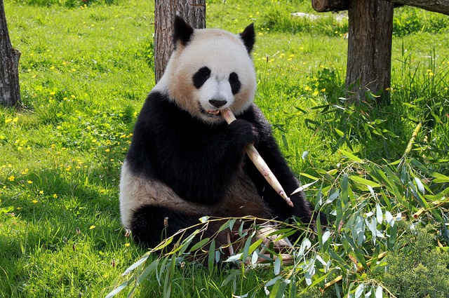 Der Panda - bei Google sorgt er für qualitative Suchergebnisse