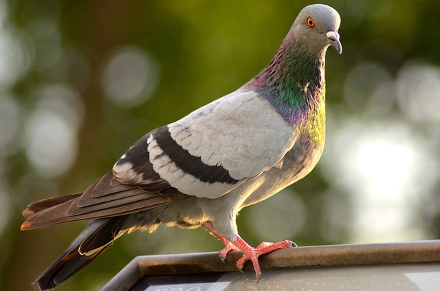 Taube Pigeon Update