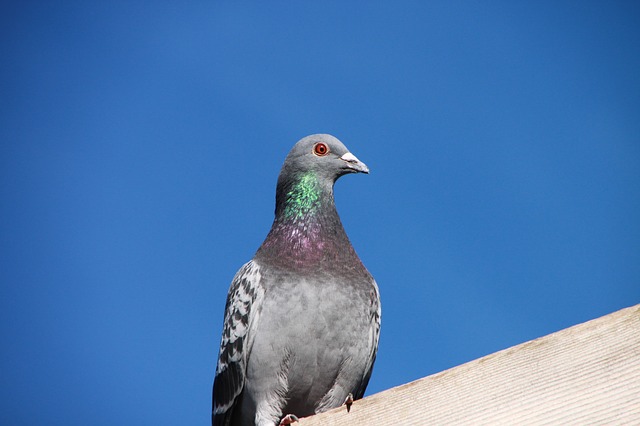 Das Pigeon Update verbessert die lokalen Suchergebnisse