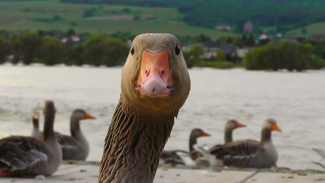 DuckDuckGo ändert Suchalgorithmus