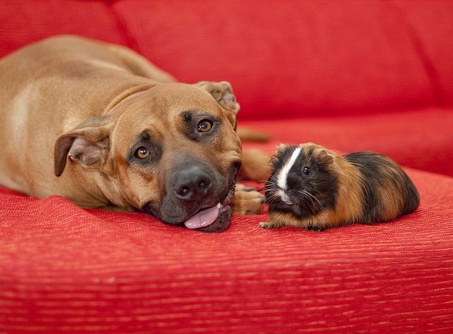 Freunde Hund und Meerschweinchen