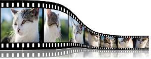 Video Beispiel Katze