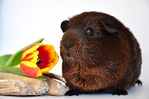 Meerschweinchen mit Blume