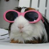 meerschweinchen mit sonnenbrille