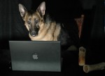 Hund am PC