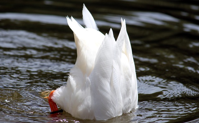 Weiße Ente steckt Kopf unter Wasser